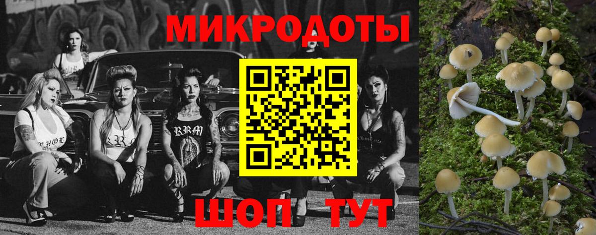 Псилоцибиновые грибы Psilocybe  закладка  Псилоцибиновые грибы мицелий  Бугульма 